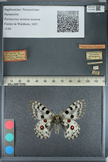 Media type: image;   Entomology 174986